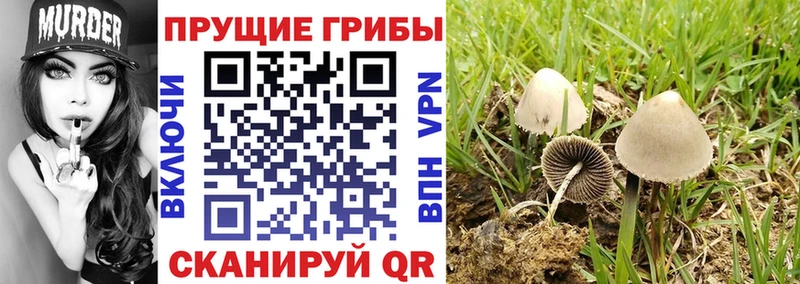 блэк спрут зеркало Димитровград Галлюциногенные грибы MAGIC MUSHROOMS